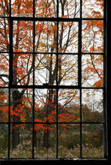 window in the autumn