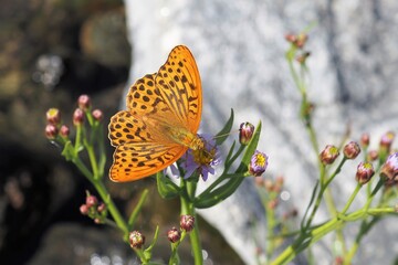 High angle view of a fritillary butterfly 