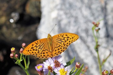 Obraz premium High angle view of a fritillary butterfly 