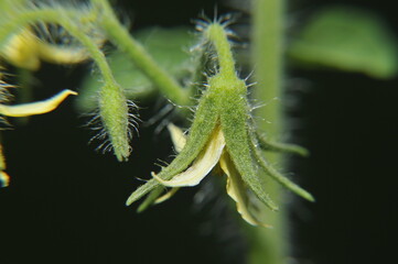 Yellow tomato flowers.