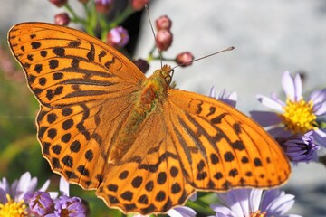 Fototapeta na wymiar High angle view of a fritillary butterfly 