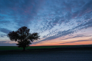 Lonely big tree growing on a cultivated field, clouds on the sky after sunset