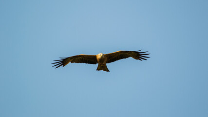 Black kite (Milvus migrans) flying in a blue sky