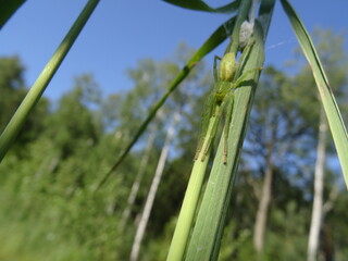 Green huntsman spider (Micrommata virescens) on a grass.