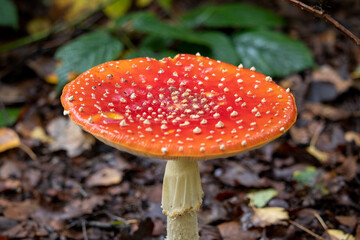 Fly agaric mushroom in forest
