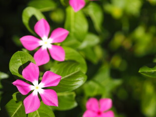Cayenne Jasmine ,Periwinkle, Catharanthus rosea, Madagascar Periwinkle, Vinca, Apocynaceae name flower white and pink color springtime in garden on blurred of nature background