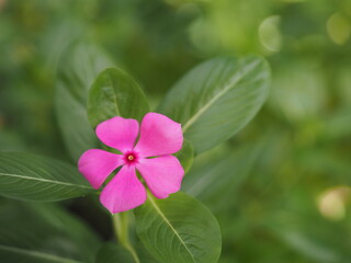 Cayenne Jasmine ,Periwinkle, Catharanthus rosea, Madagascar Periwinkle, Vinca, Apocynaceae name flower pink color springtime in garden on blurred of nature background