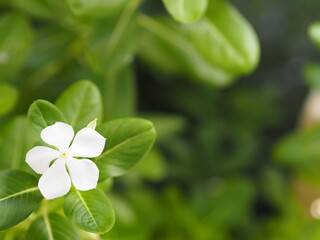 Cayenne Jasmine ,Periwinkle, Catharanthus rosea, Madagascar Periwinkle, Vinca, Apocynaceae name flower white color springtime in garden on blurred of nature background