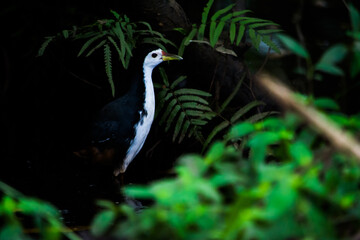 Crane
