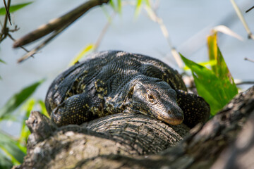 Monitor lizard resting on the tree after having plenty of fish
