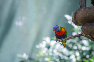 bird of paradise
