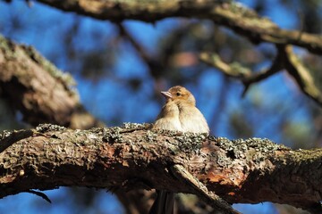 Chaffinch chick on a branch