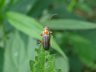 Cantharis nigricans on the green leaf with soft green background.