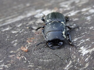 The lesser stag beetle (Dorcus parallelipipedus) on a old wooden table.
