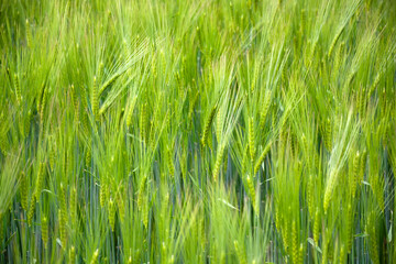 Detail of a field of grain with many plants