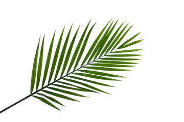 Fototapeta premium leaves of coconut palm tree isolated on white background with clipping path for design elements, tropical leaf, summer background