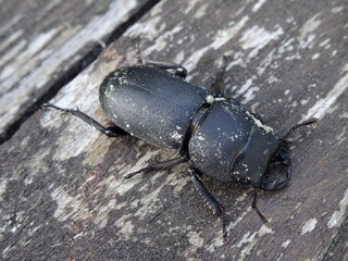 The lesser stag beetle (Dorcus parallelipipedus) on a old wooden table.