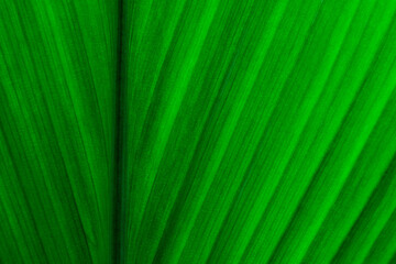 abstract green leaf texture, nature background, tropical leaf