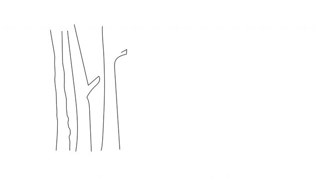 Self drawing animation of birch trees trunks. Copy space. White background.