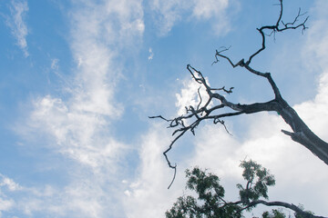 The dry tree has a backdrop to the sky but the tree has green leaves.