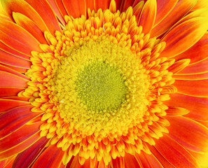 Orange gerbera flower close-up, beautiful flower background