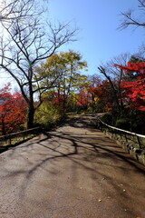 Naklejka premium 総本山 奈良 長谷寺 NARA Hasedera Temple