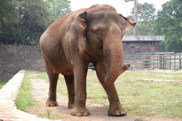 Fototapeta na wymiar The Sumatran elephant is one of three recognized subspecies of the Asian elephant, and native to the Indonesia island of Sumatra