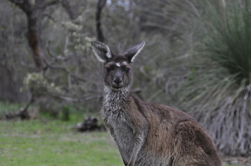 Naklejka na ściany i meble Kangaroo standing upright in Western Australia