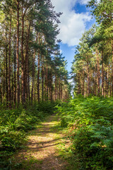 Obraz premium A pathway through woodland in Sussex on a sunny summers day