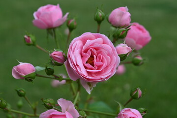 Rose flowers on a rose bush 