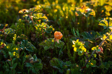 Ripe cloudberry in the Finnish marshlands ready to be picked up. Food from forest surrounded by green.
