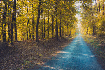 Gravel road through the yellow autumn forest