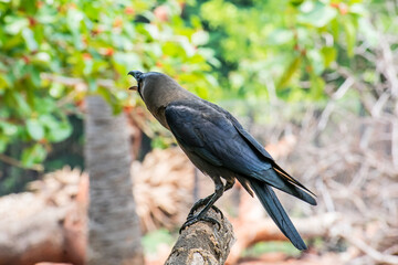 A crow seating on tree branch & cawing  in public park. Awesome close of view of crow  on tree branches. 
