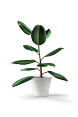 Ficus tree in white pot, isolated (pipal)