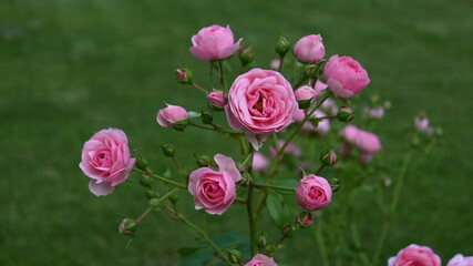 Rose flowers on a rose bush 