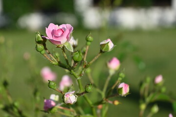 Rose flowers on a rose bush 
