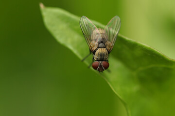 A housefly sits in the summer on a green leaf of a plant in the Moscow region