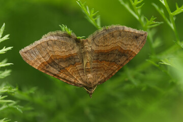 Naklejka premium The ruled yellow-brown moth hid in the green grass of summer in July Moscow region