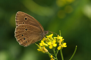 Brown butterfly peephole floral on a green background in natural habitat Moscow region