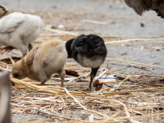 Image of little hen walking around for food.