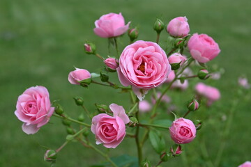 Rose flowers on a rose bush 