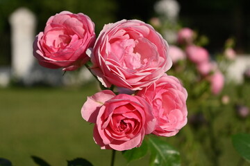 Rose flowers on a rose bush 