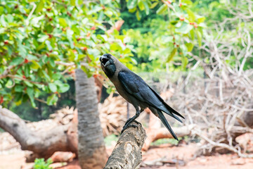 A crow seating on tree branch & cawing  in public park. Awesome close of view of crow  on tree branches. 
