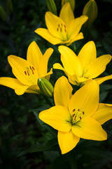 yellow lily flowers in the garden