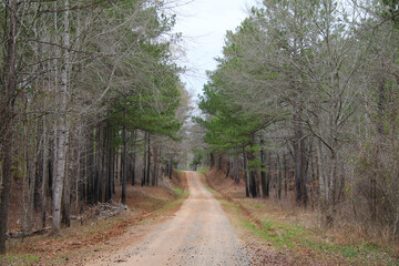 Fototapeta premium a tranquil hillside dirt road lined with fallen leaves and brush through a winter forest perfect for seasonal marketing as well as cards posters signs and background backdrop wallpaper