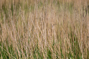 grass in a field