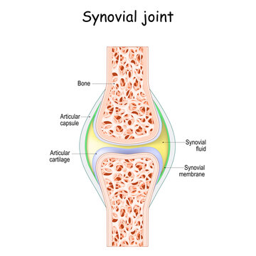 Synovial joint anatomy.