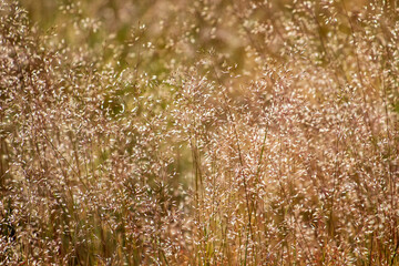 grass in a field