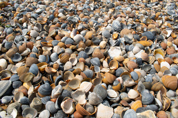 Seashells and clams on coastal sands