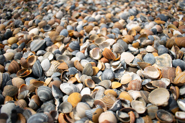 Seashells and clams on coastal sands